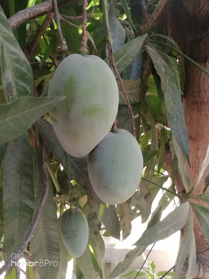 mango