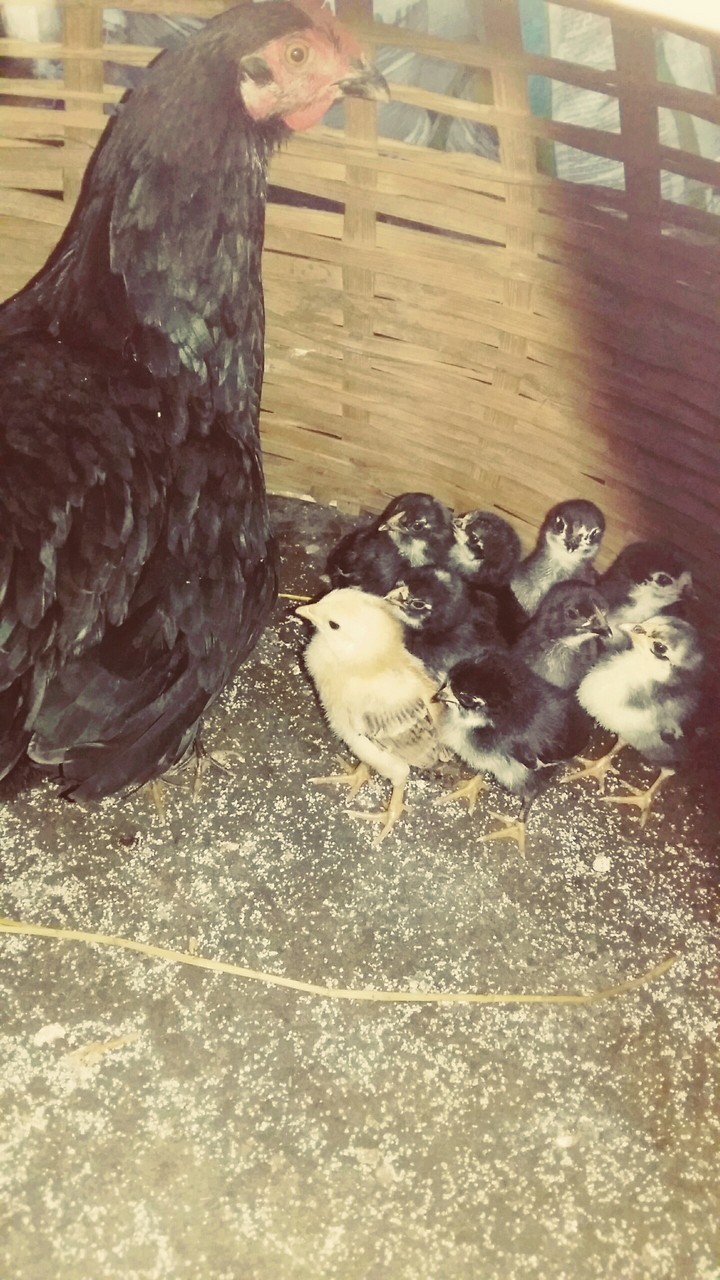 Chicken