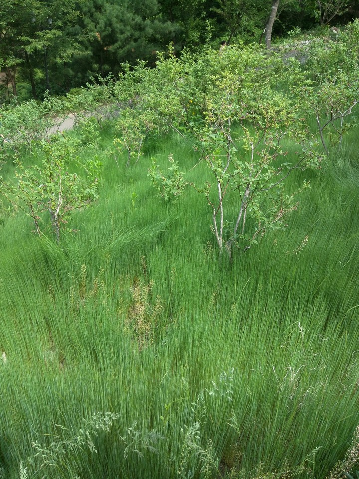 Grass