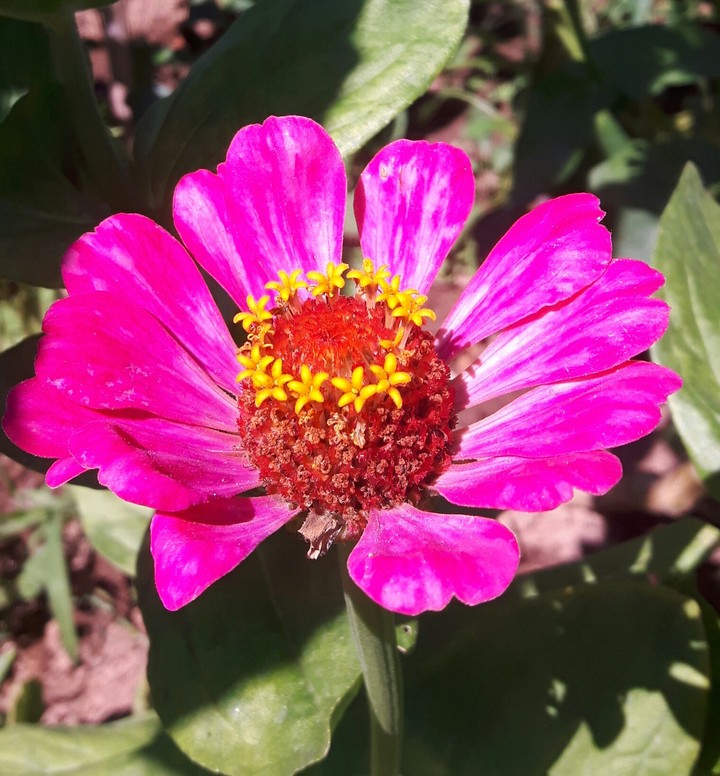 Flower