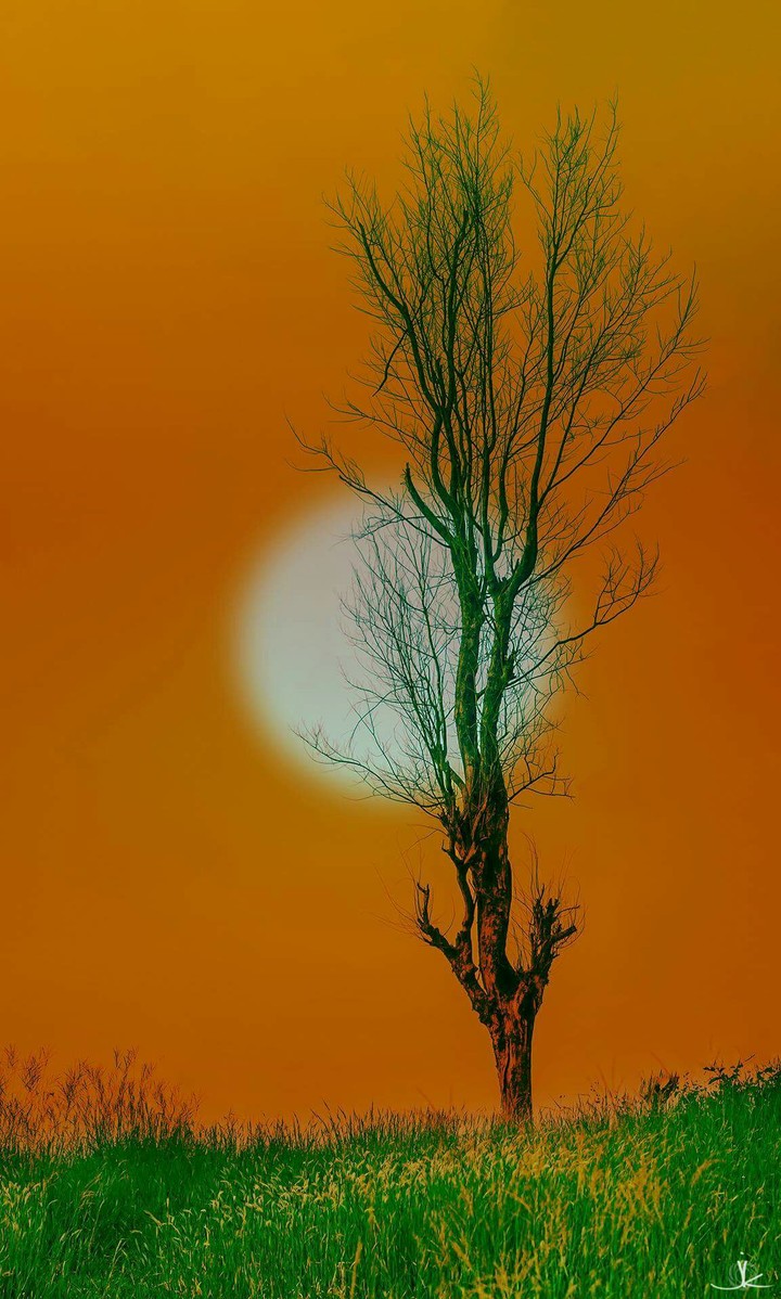 tree