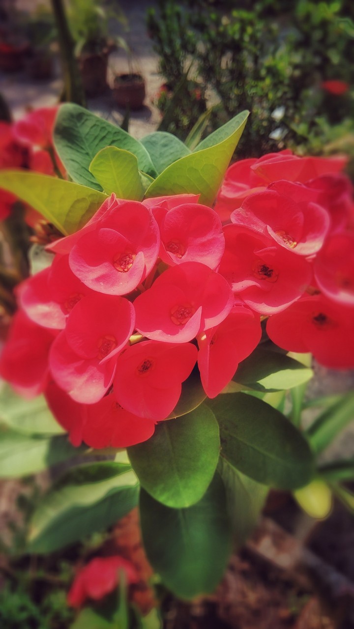 flower