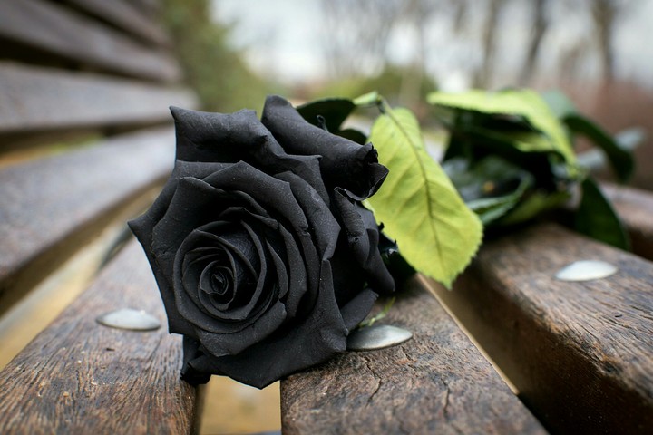 nice flower