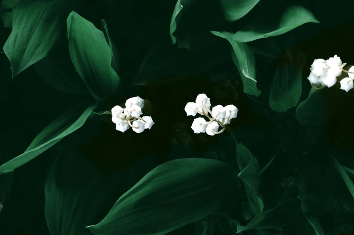 Lily of the valley
