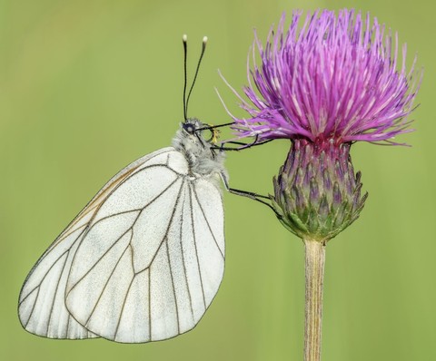 plant, insect duvar kağıtları
