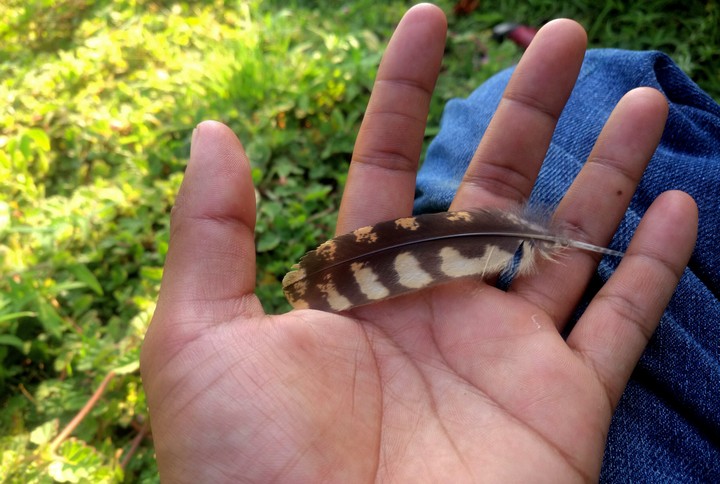 PLUMA DE AVE.