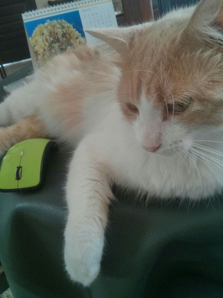 Technical support