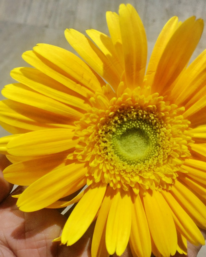 am yellow