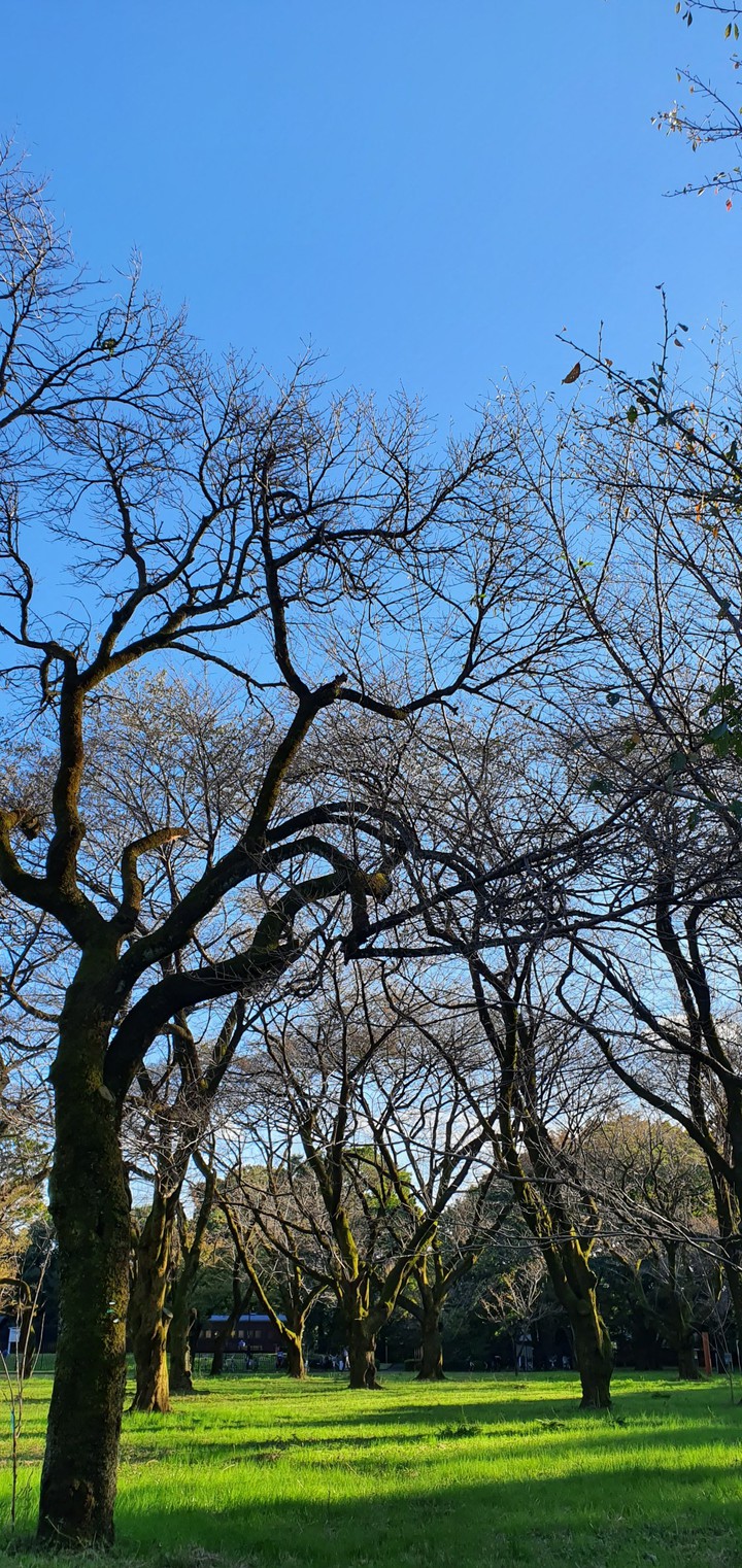 Autumn Tree