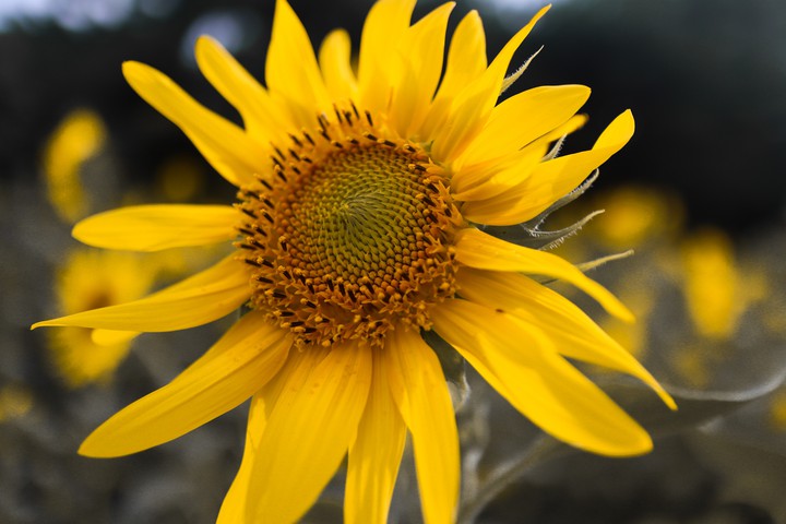 Macrophotography