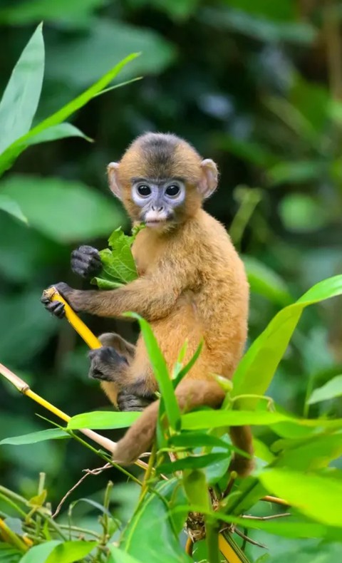mammal, branch Hintergrundbilder