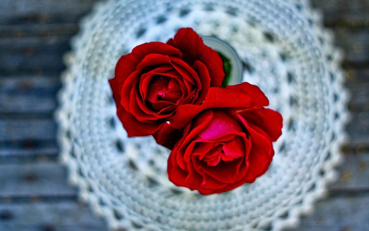 rosa