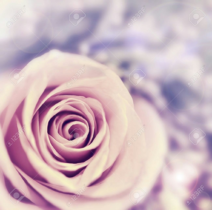 Pink rose