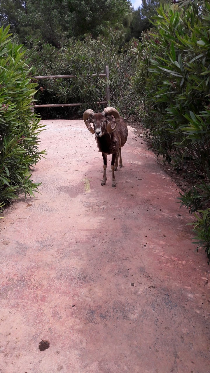 Zoo, Benidorm, Spain
