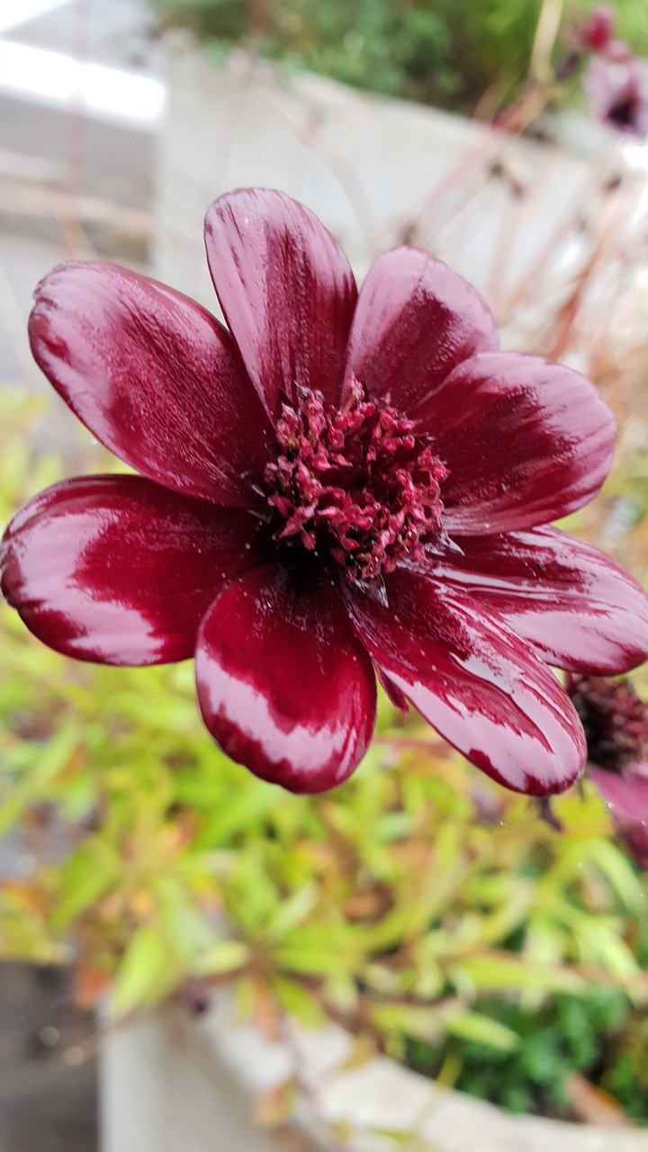 flor del chocolate