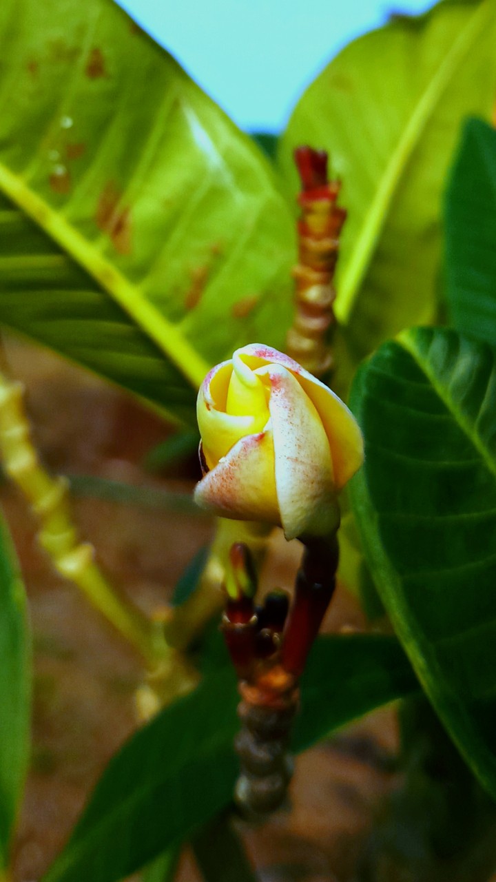 flora