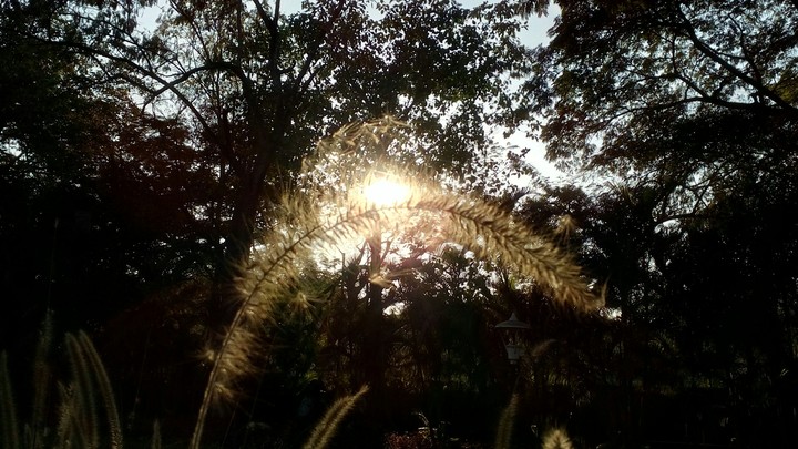 pic of sunset with flower