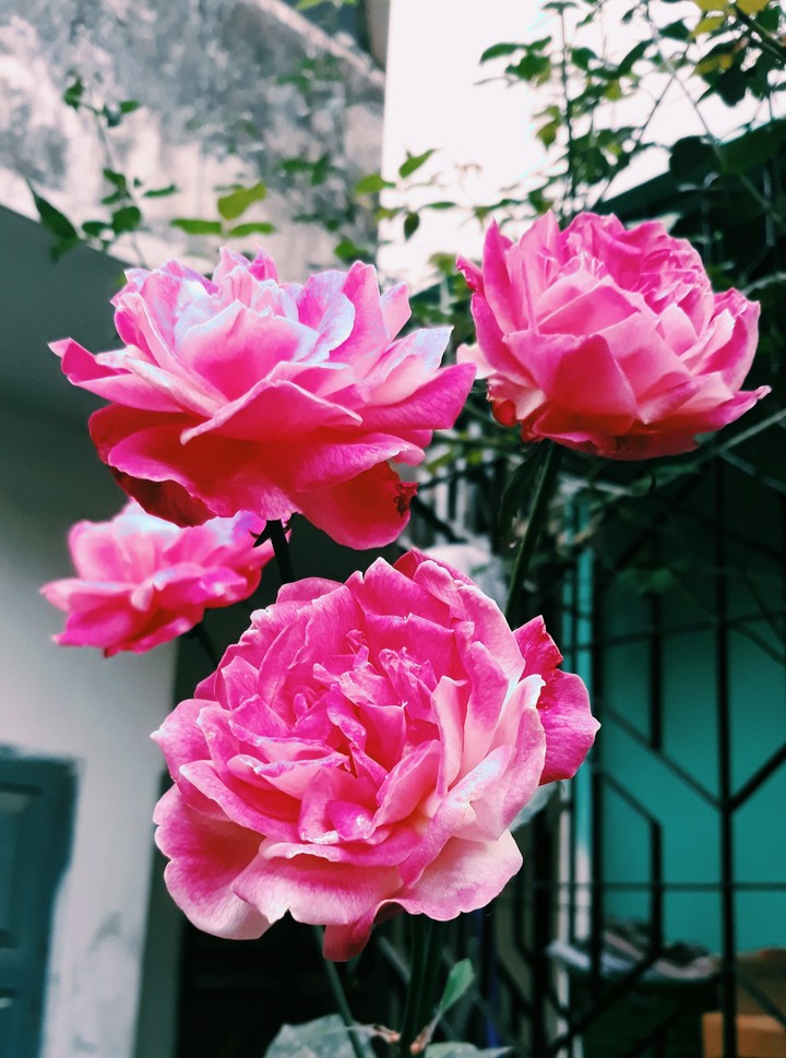 Flower
