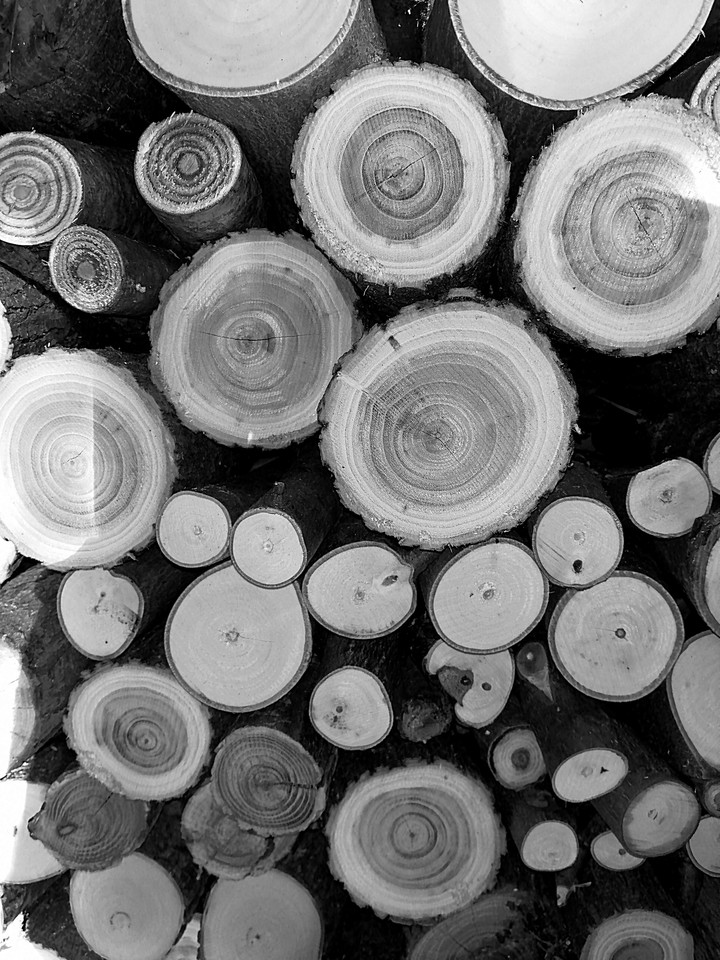 wood