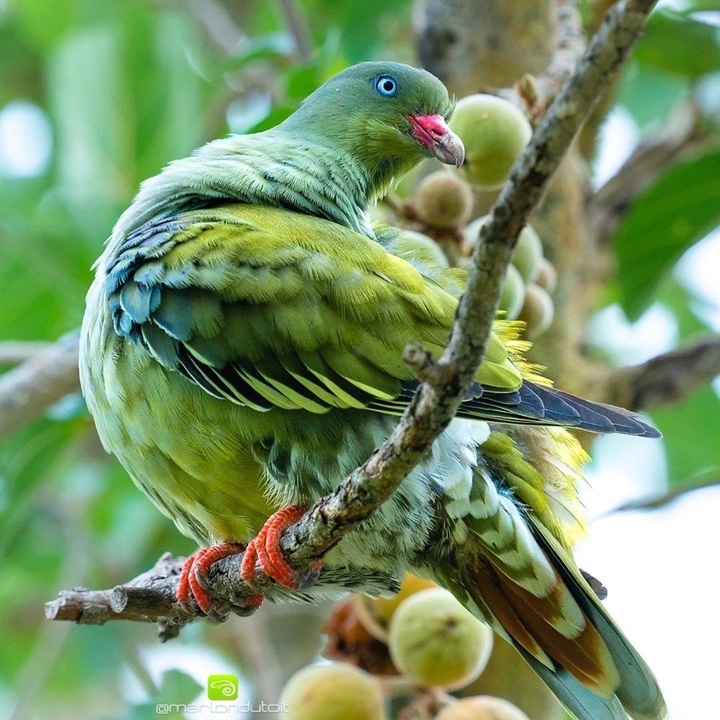 bird of rain