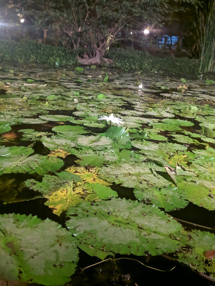 green lily