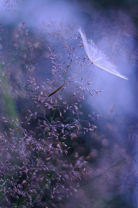 mist morning