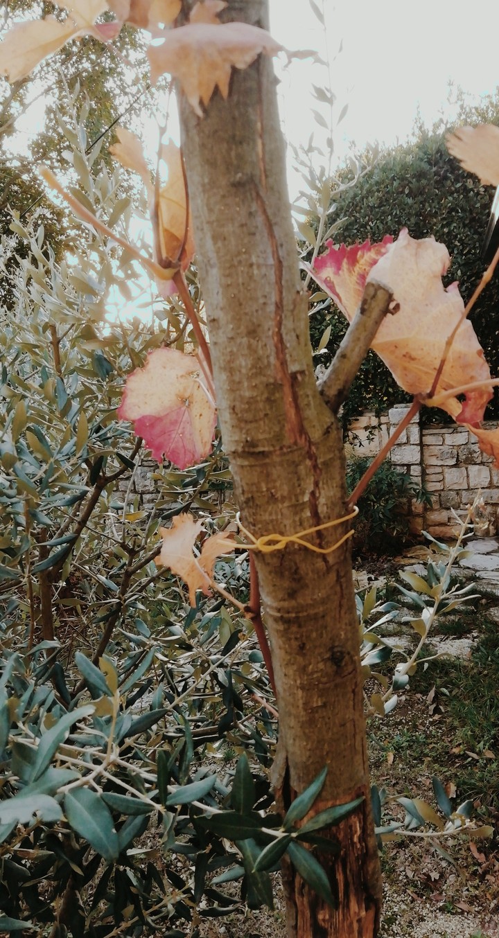 wine tree