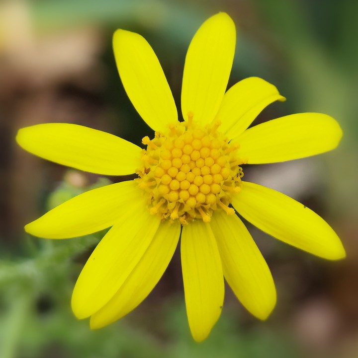 Chamomile