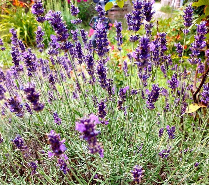 Lavendel mit Bienenbesuch