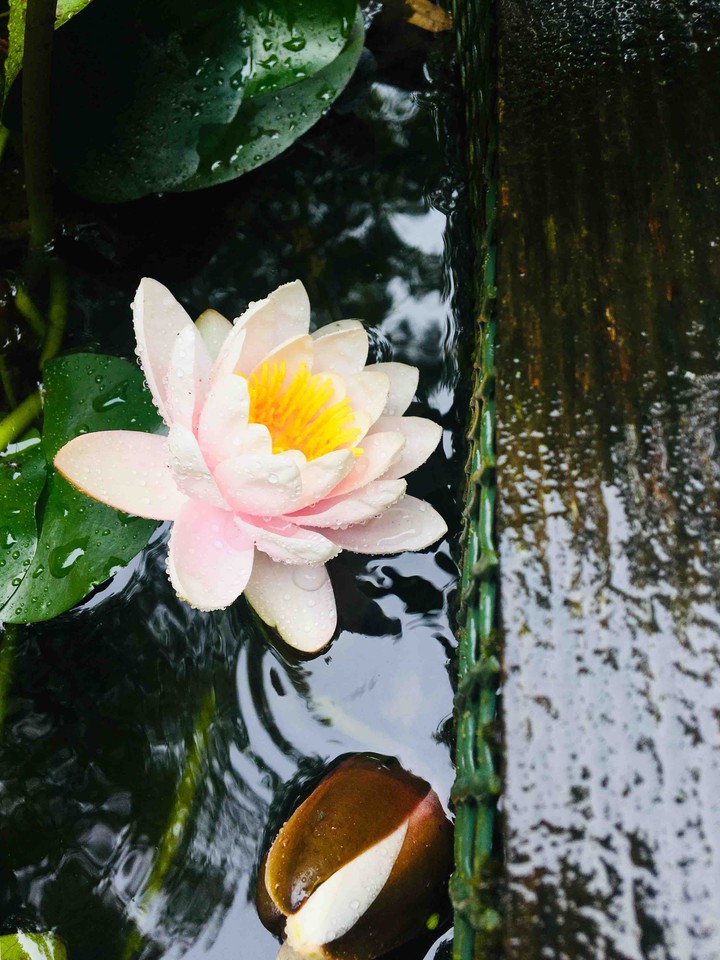 water lily
