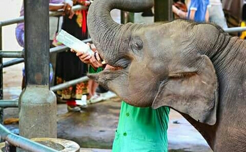 pinnawala elephant orphanage ..sri lanka