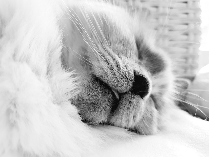 sleepy kitty