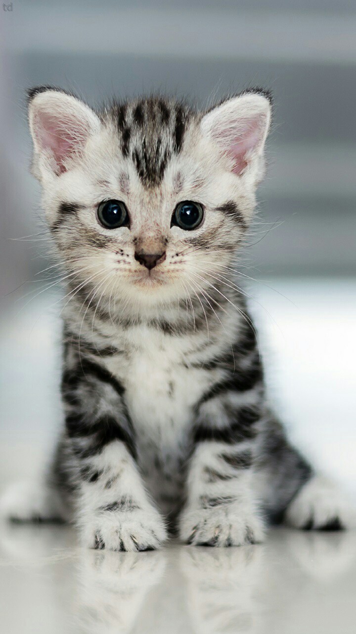 my talking tom