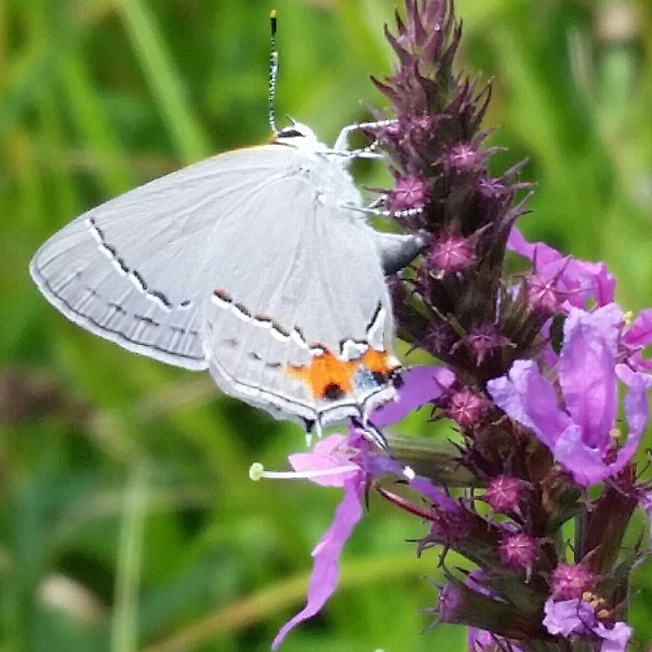 white butterfly
