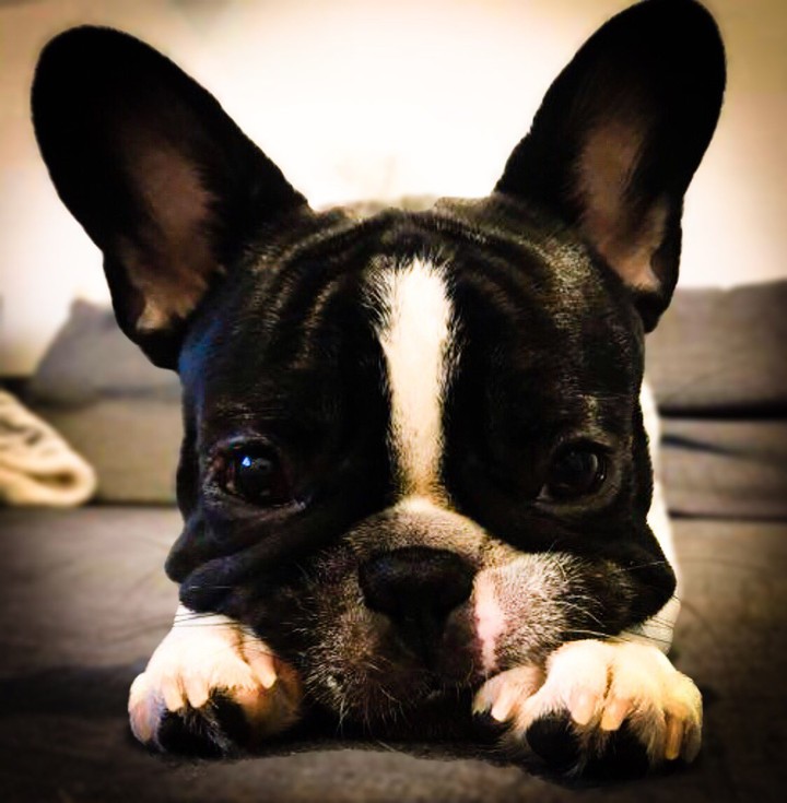 Patrick Bulldog