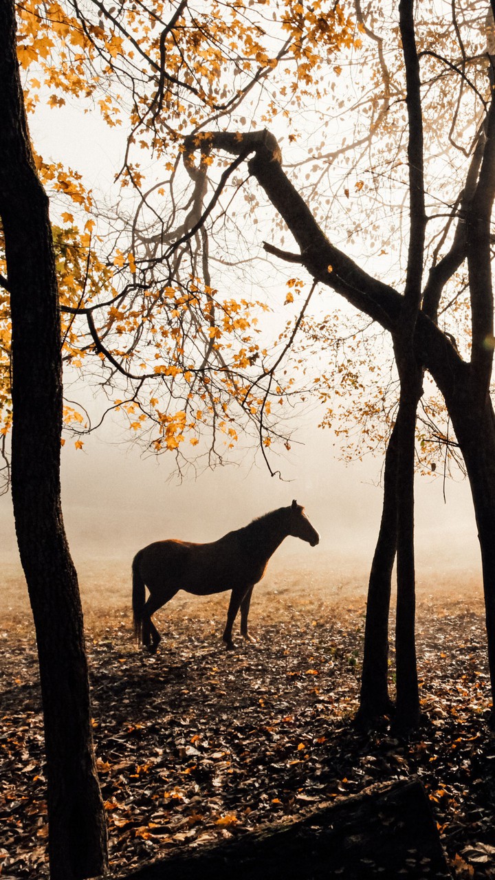 horse