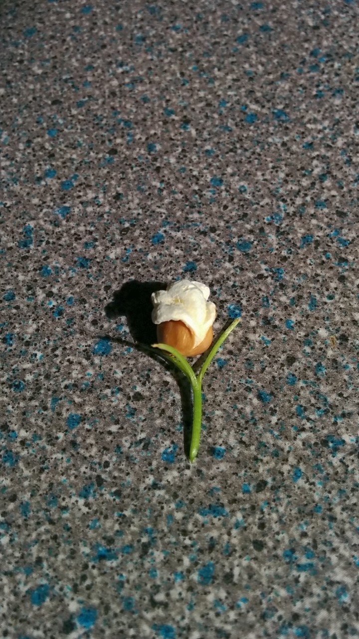 Popcorn rose
