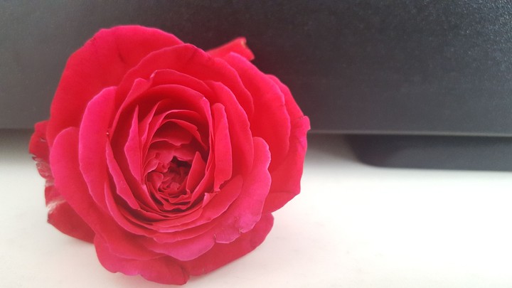 rose