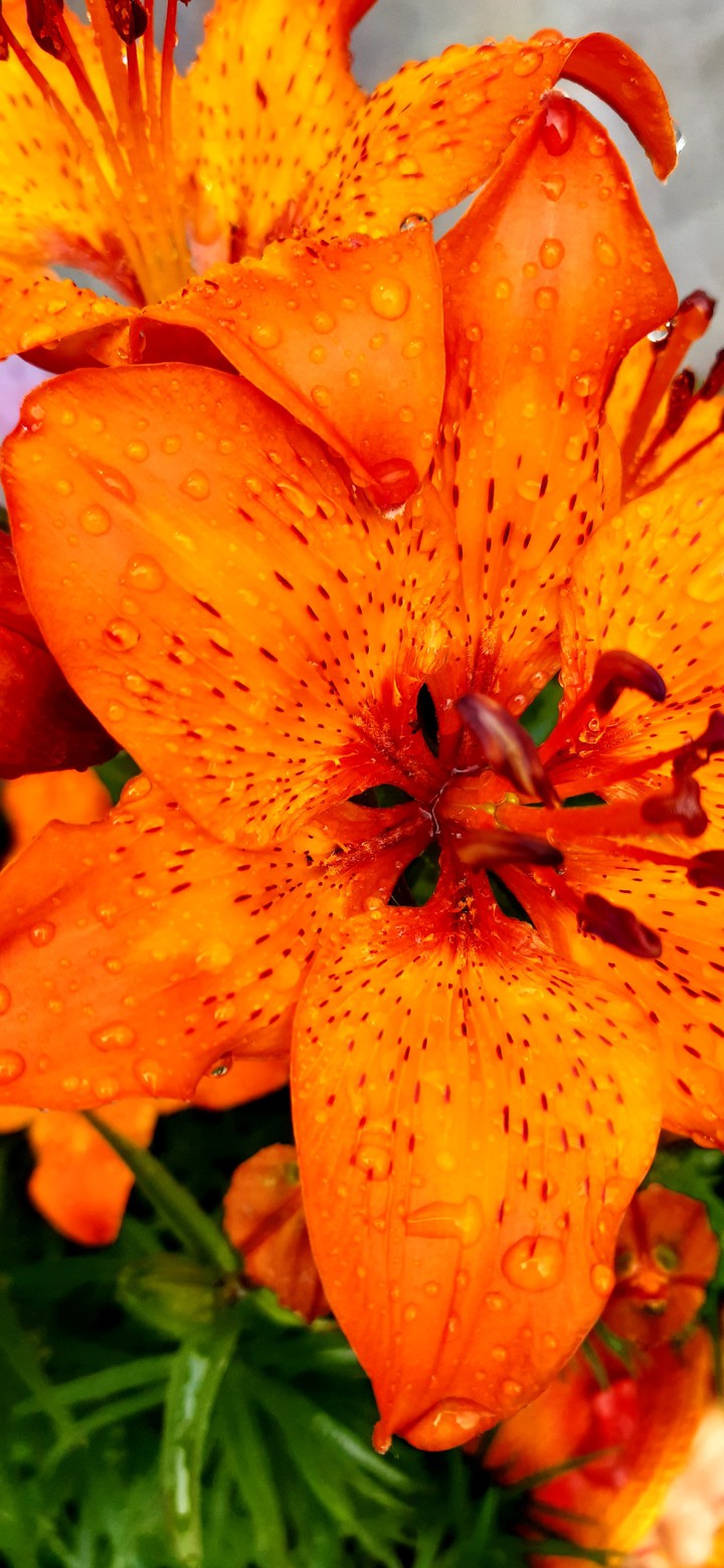 lilies