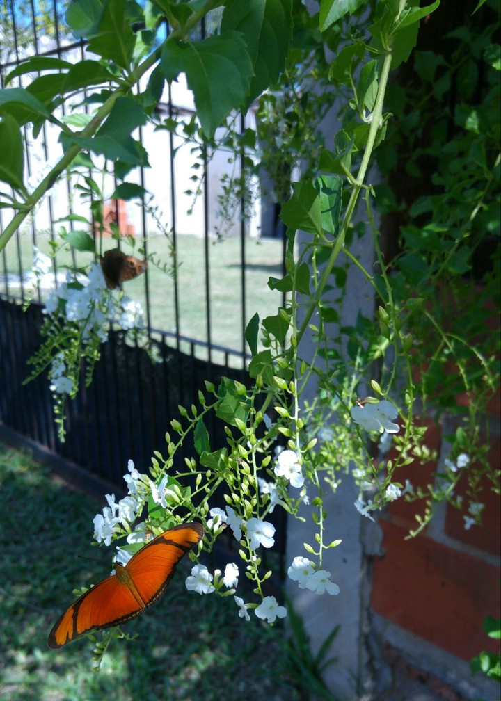 Mariposas II