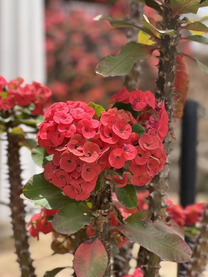 шпалери flower, petal
