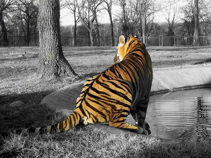Tiger
