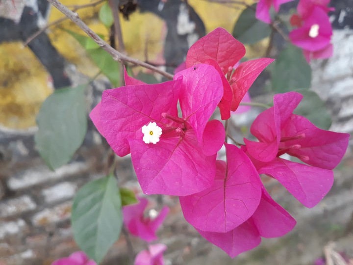 pink?