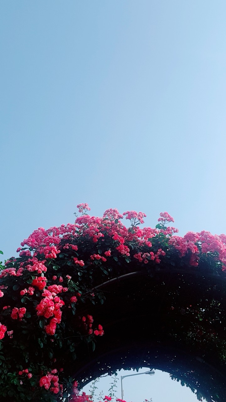 장미문