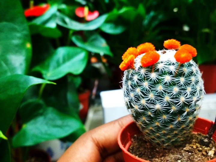 Baby catus