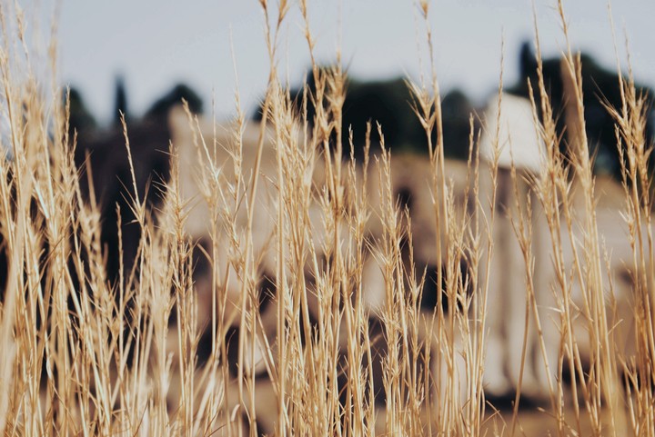 Italy grass