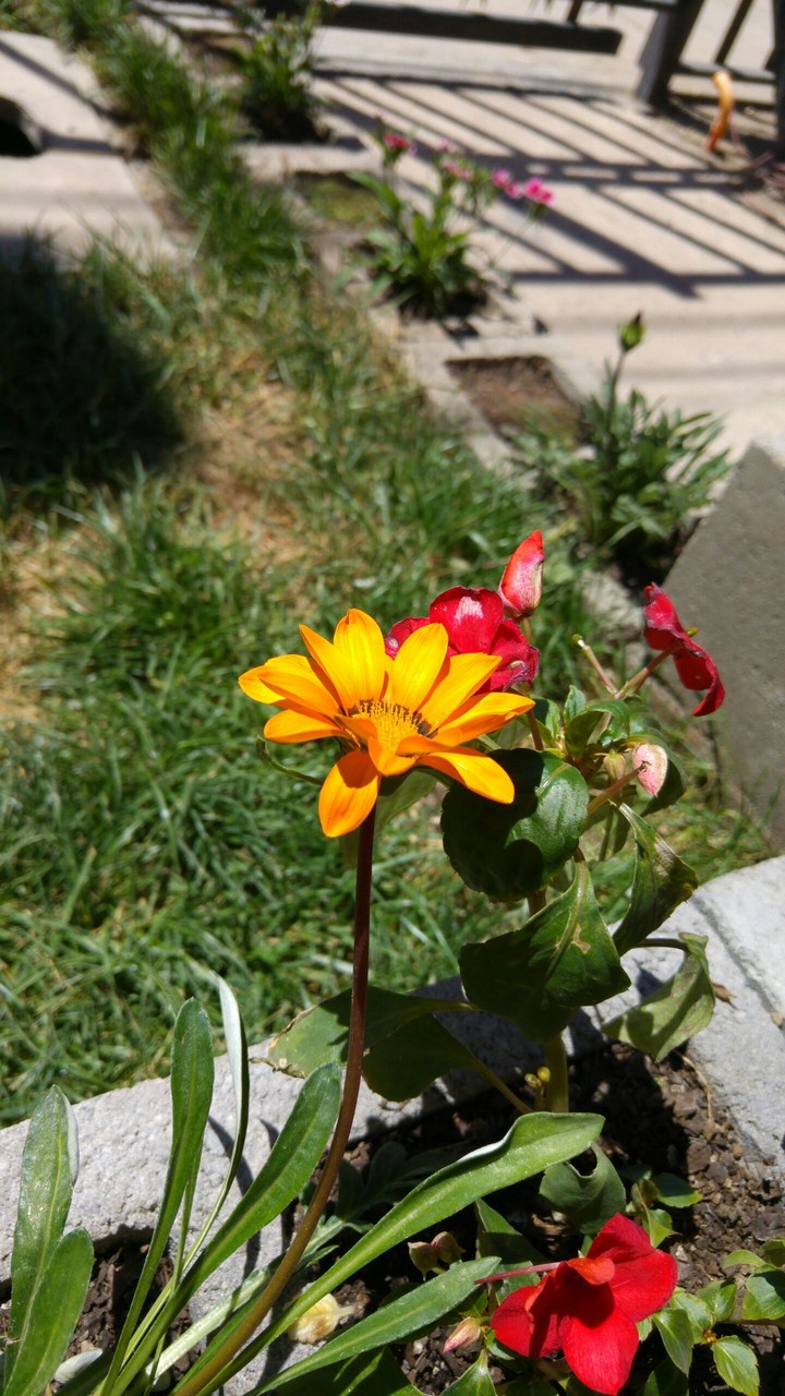 flower