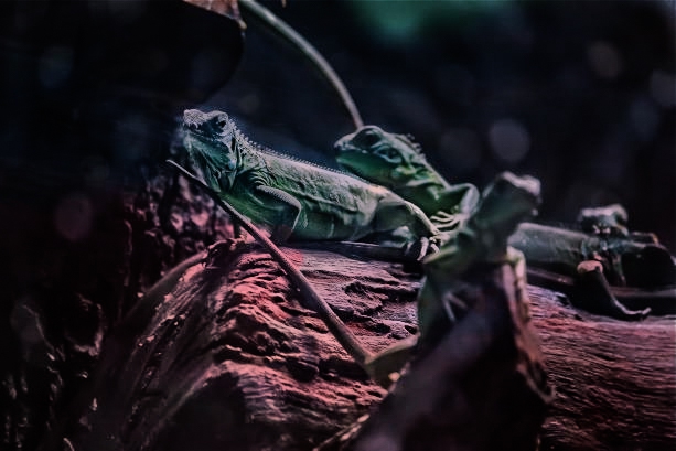 Anomalous Reptile