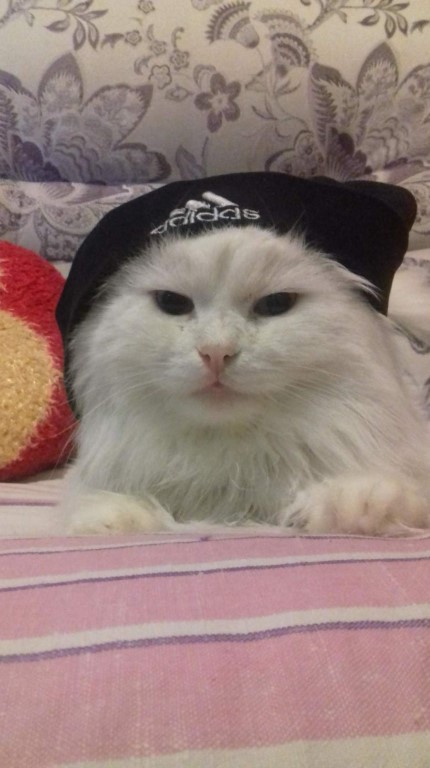 животные