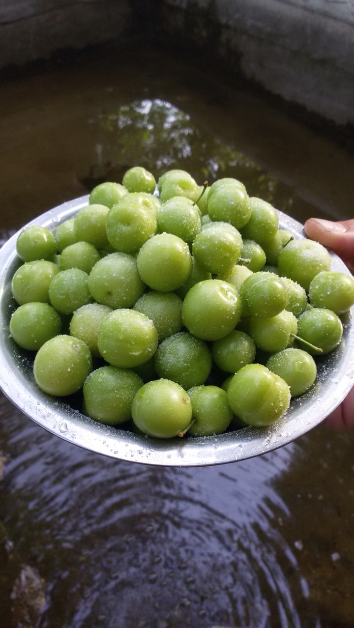 Greengage 